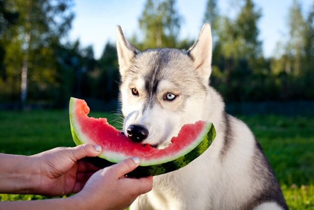 Veterinária dá dicas para cuidar da saúde dos animais de estimação em dias de muito calor