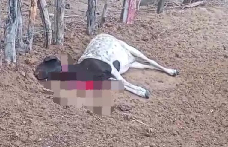 Ataque de cães deixa duas ovelhas mortas e uma ferida em Povoado de Conceição do Coité