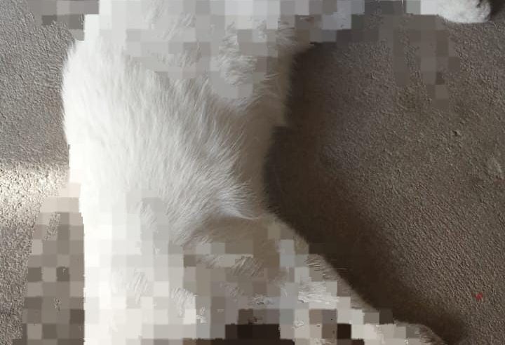 Moradores de Conceição do Coité denunciam mortes de animais por suspeita de envenenamento