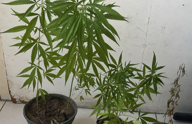 Polícia Militar Detém Dois Homens na Região do Sisal: um com plantação de maconha em Conceição do Coité e outro com cocaína em Retirolândia