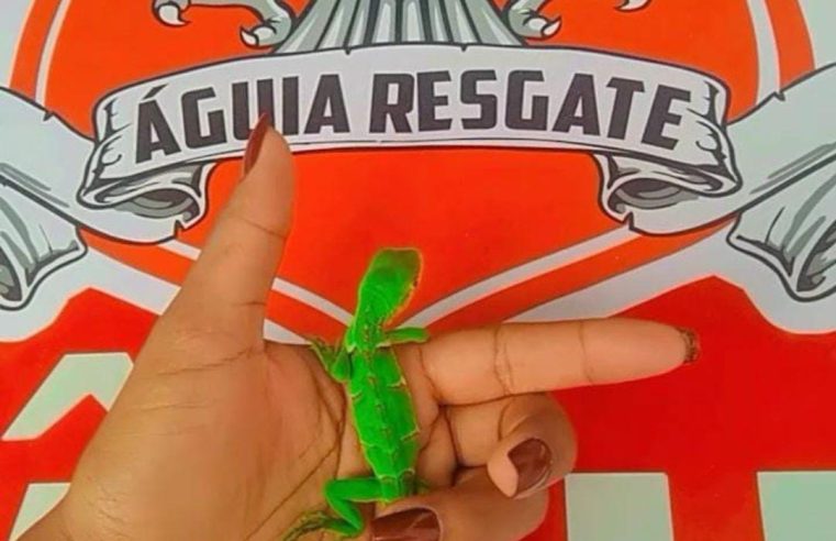 Filhote de iguana é resgatado no centro de Conceição do Coité e devolvido à natureza na Serra do Mucambo