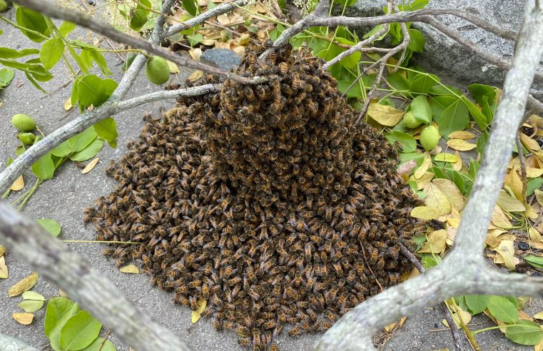 Águia Resgate remove enxame de abelhas próximo à rodoviária de Conceição do Coité e elimina risco para pedestres