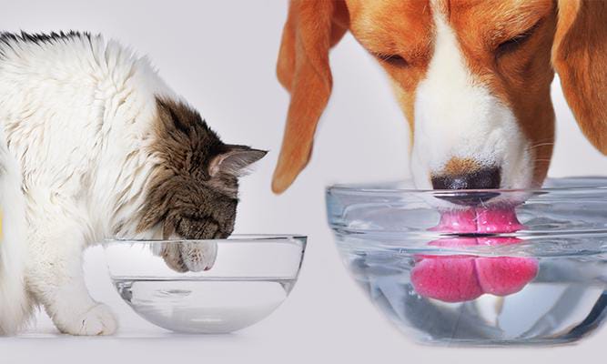 Onda de Calor: A Importância de Oferecer Água e Proteção aos Animais de Rua
