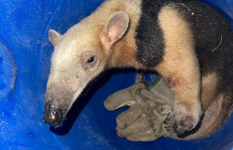 Tamanduá-mirim é encontrado em residência em Coité, ataca cachorro e acaba resgatado pelo Águia Resgate