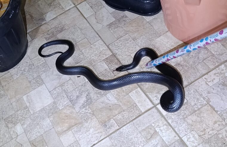 Águia Resgate captura cobra Mussurana em residência no bairro Alto João, em Conceição do Coité