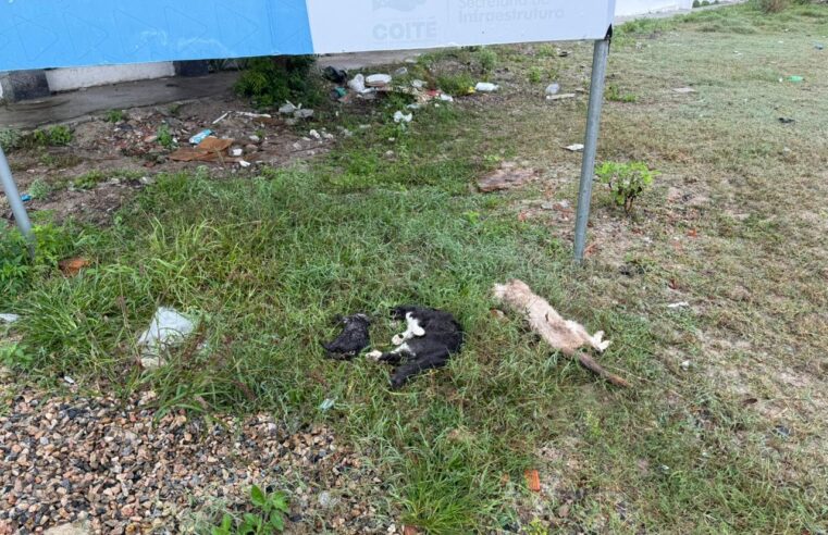 Gatos são encontrados mortos em Conceição do Coité; local já foi palco de outras mortes por suspeita de envenenamento