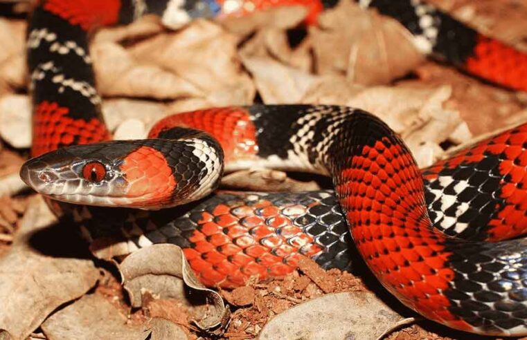 Moradora do bairro Sonho Meu leva susto ao encontrar cobra em sacola com papel higiênico dentro de casa em Conceição do Coité