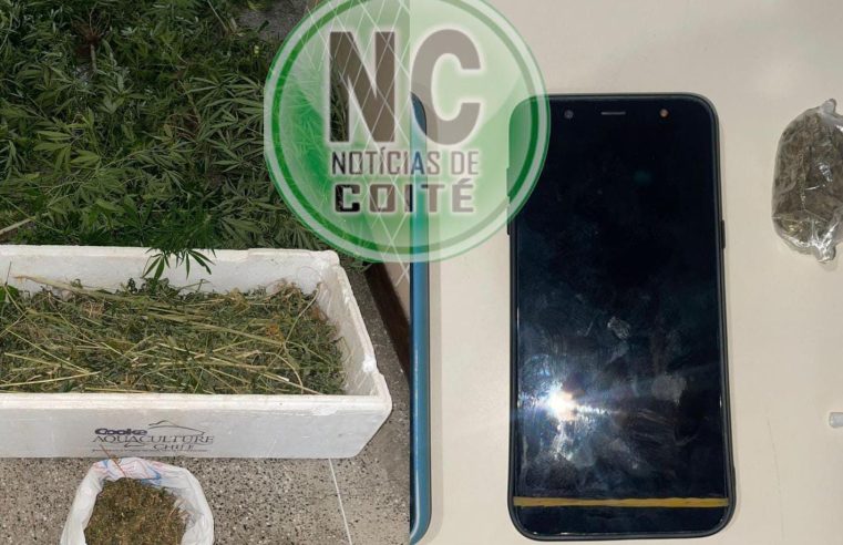 CAIU NA REDE: Após abordagem a suspeitos, PM descobre plantação de maconha com 13 pés e apreende drogas no bairro Barreiros, em Conceição do Coité