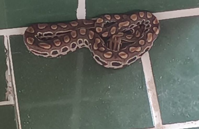 Coité — Cobra é resgatada dentro de residência no distrito de Santa Rosa