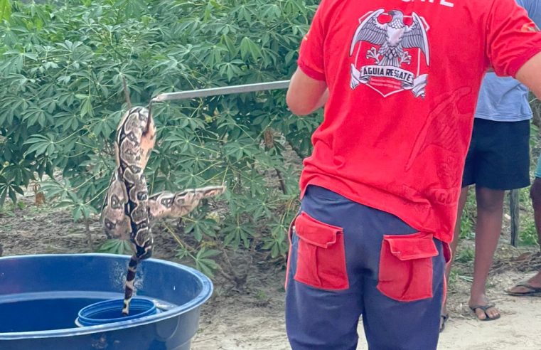 Cobra jiboia é resgatada pelo Águia Resgate na zona rural de Conceição do Coité; animal foi solto em área de mata afastada de residências