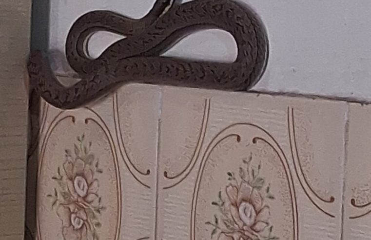 Serpente é capturada pelo Águia Resgate dentro de armário em residência em Conceição do Coité
