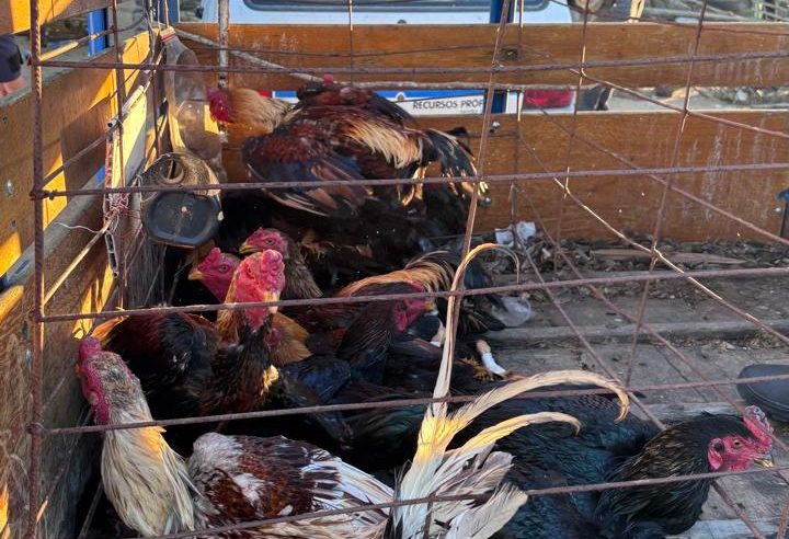 Operação conjunta resgata 72 aves e apreende armas em propriedade suspeita de rinha de galos em Conceição do Coité