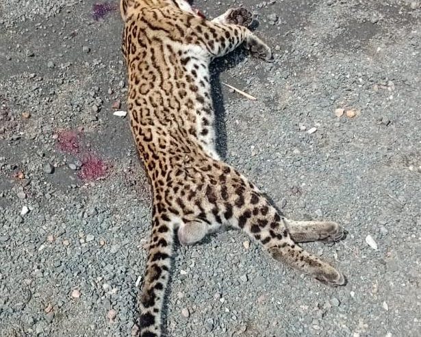 Felino silvestre, jaguatirica macho, é encontrado morto após atropelamento na BR-116 entre Serrinha e Santa Bárbara
